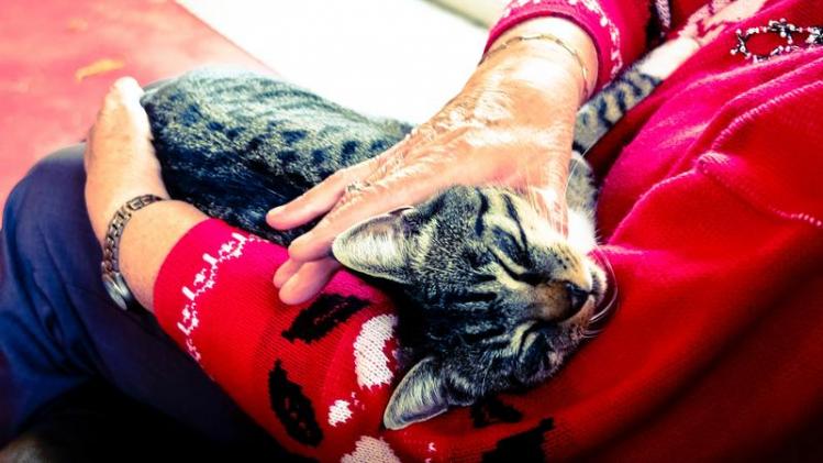 silver-tabby-cat-sleeping-on-person-hand-233220