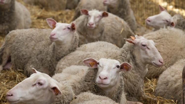 ILLUSTRATIONS CORONA VIRUS SHEEP FARMER
