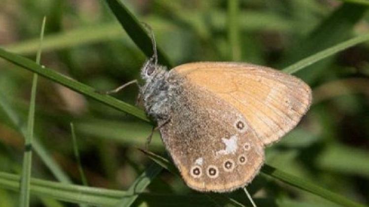 Coenonympha glycerion, a butterfly spotted again in Belgium after 25 years of absence. Source: Natagora