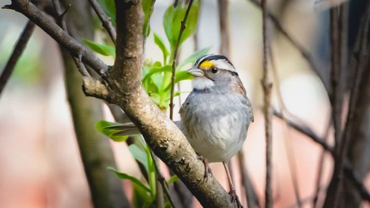 WHITE-THROATED SPARROW - BIRDS OF NORTH AMERICA