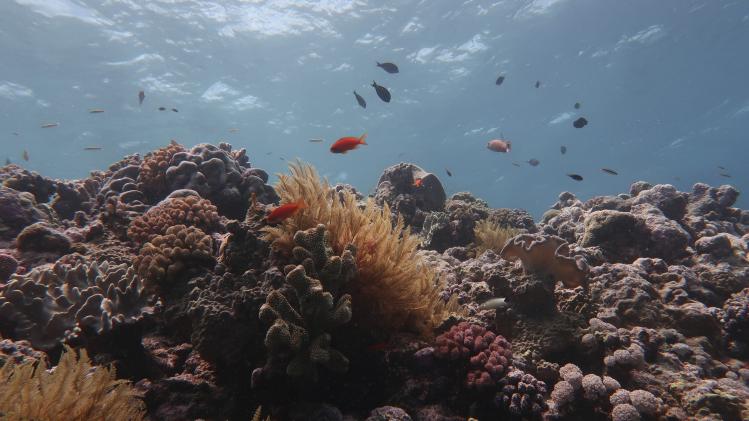 AUSTRALIA-ENVIRONMENT-CLIMATE-CORAL-REEF