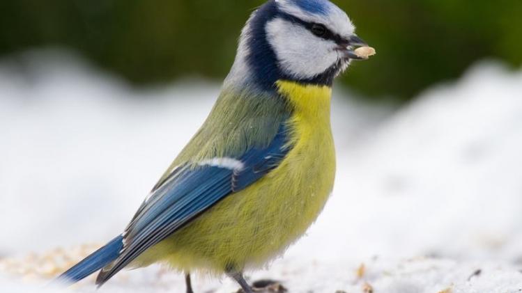 Winter fodder for garden birds