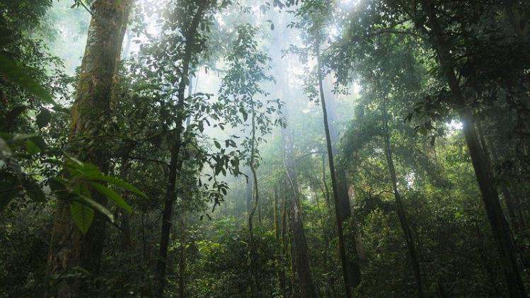 jungle-601542_1280