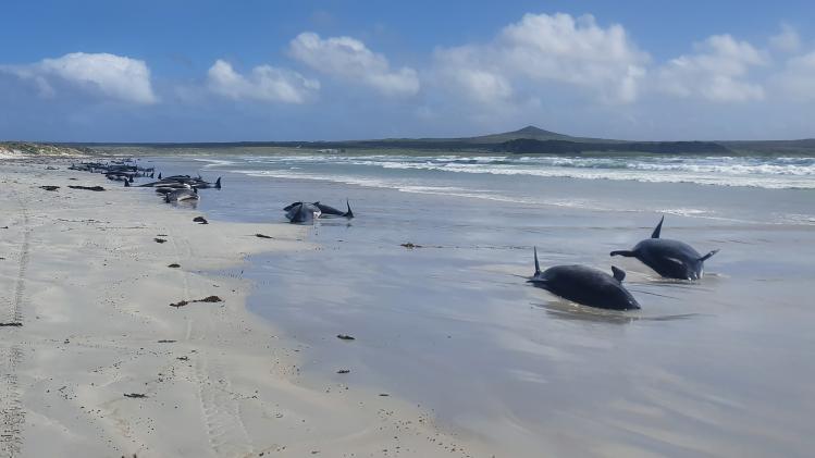 Scores of pilot whales dead in New Zealand stranding