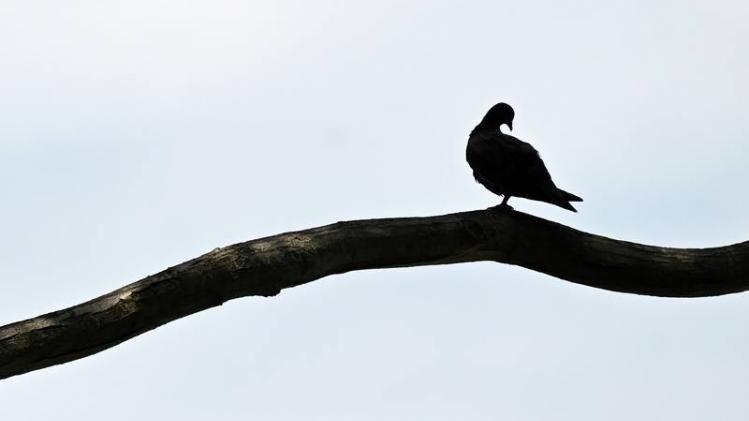 SINGAPORE-ANIMAL-BIRD