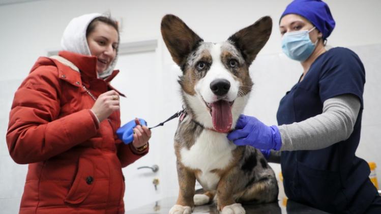 Russia: Vaccinating pets in Moscow