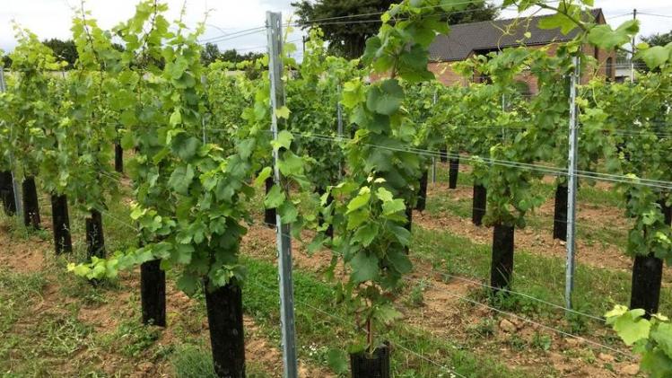 SOPHIEWAUTHIER4 copy