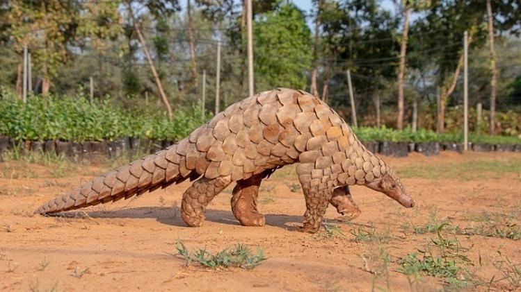 Indian Pangolin or Anteater (Manis crassicaudata) one of the most traffic wildlife species