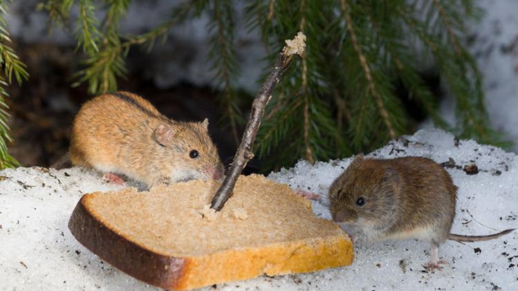 Pourquoi les rats reviennent toujours dans certaines maisons ?
