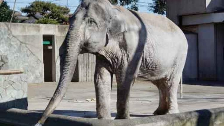 Le Japon en deuil après la mort de son plus vieil éléphant