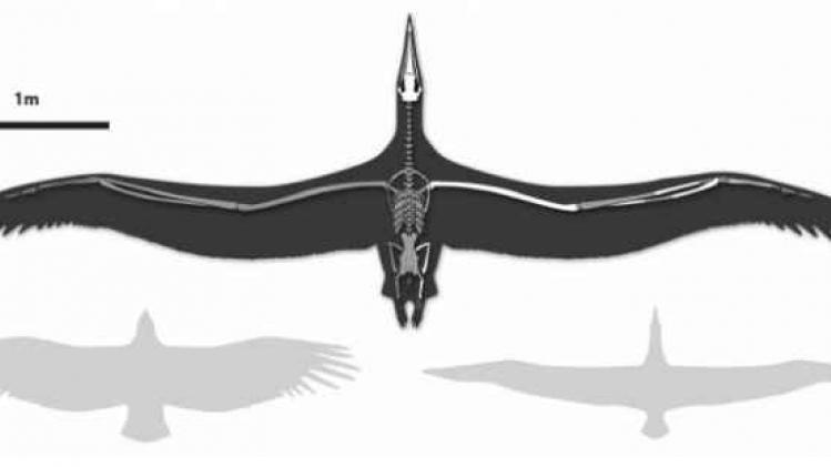 pelagornis-sandersi