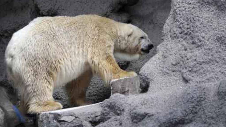Arturo, le dernier ours polaire en captivité en Argentine, est décédé
