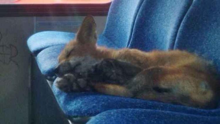 fox-sleeping-oc-transpo-bus-garage-industrial-ottawa-july-23-2014