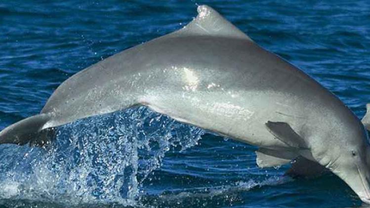 nouvelle-espece-dauphin