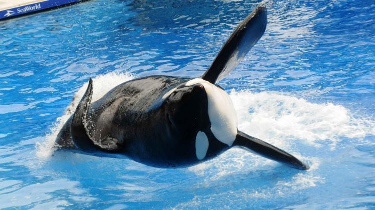 Killer Whale That Killed Its Trainer Returns To Show At SeaWorld