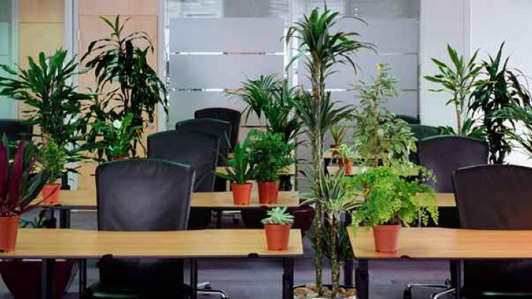 Plants in empty office