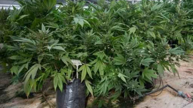 Espagne: découverte d'une plantation géante de marijuana au sud d'Alicante