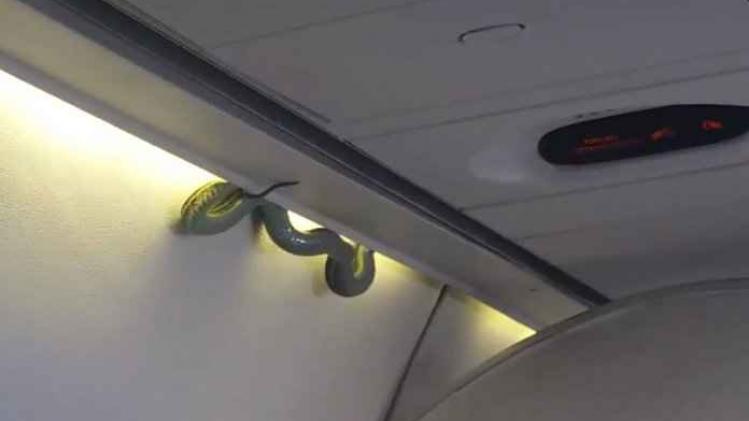 serpent-avion2