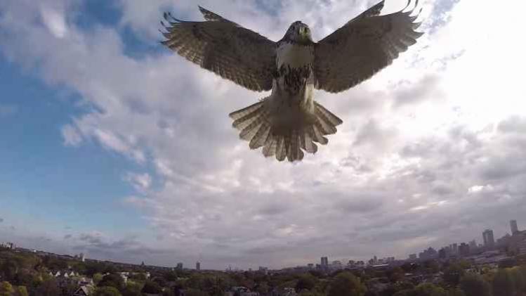 drone aigle