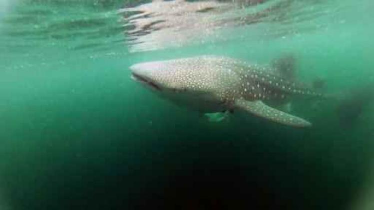 La moitié des requins et raies de Méditerranée menacés d'extinction
