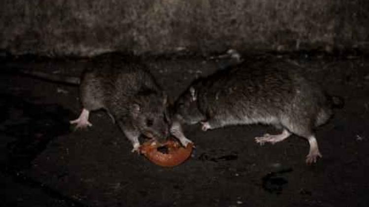 Paris part à la chasse aux rats