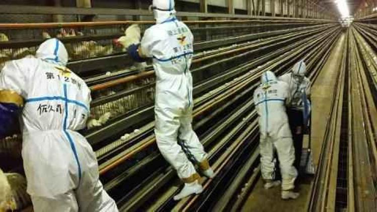 Japon: nouveau foyer de grippe aviaire, près d'un million de volailles tuées au total
