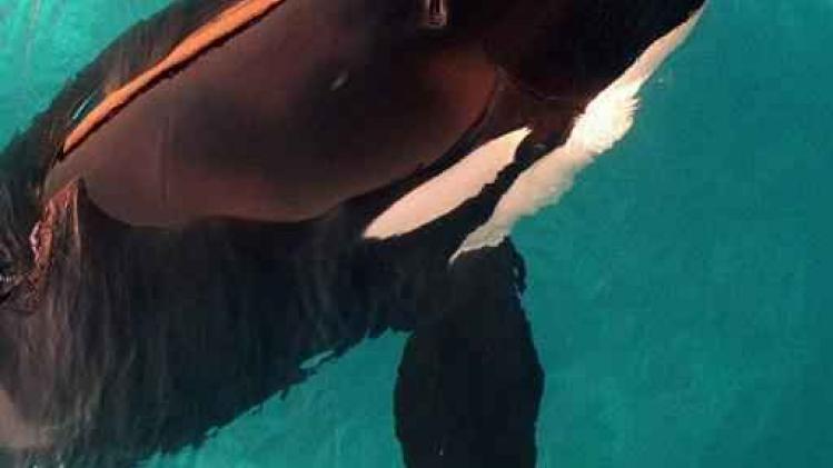 La célèbre "orque tueuse" Tilikum est morte