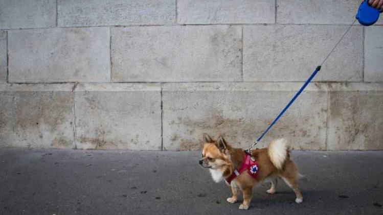 FRANCE-DAILYLIFE-DOG-WALKING