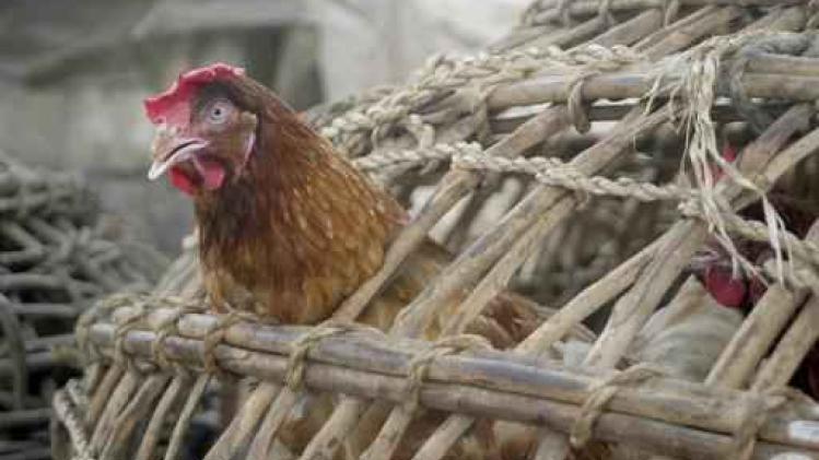Ouganda: deux foyers de grippe aviaire identifiés, une première dans ce pays
