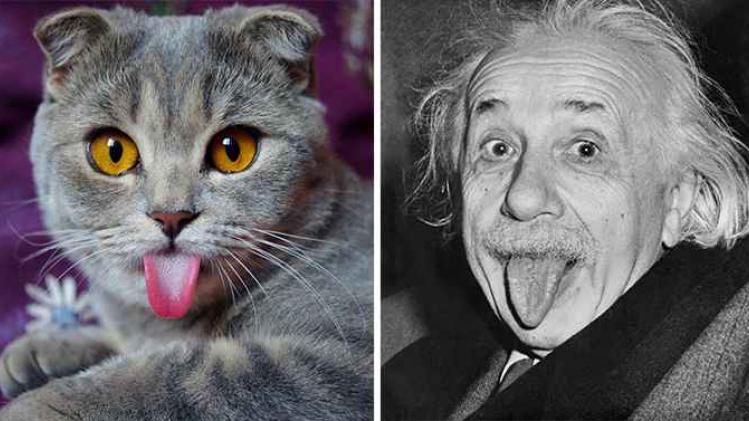 cat-looks-like-other-thing-lookalikes-celebrities-28__700