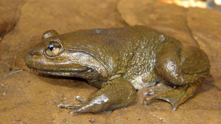 Khorat big-mouthed frog, Thailand