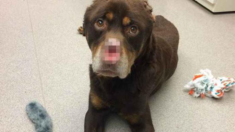 16114119_10154263486602849_6474938595532724900_n