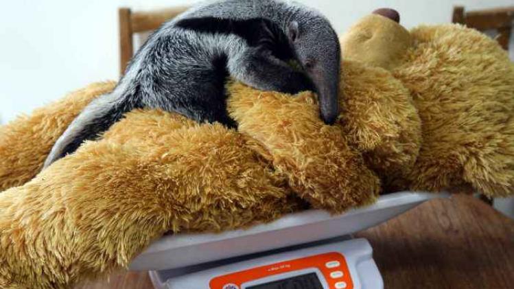 16487000_8792712998149598345796_o