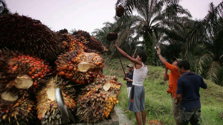 INDONESIA-ENVIRONMENT-FOREST-PALM OIL