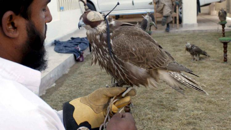 Eagle trainers practises with eagles for Houbara hunting
