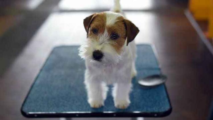 Jack Russel Terrierweb