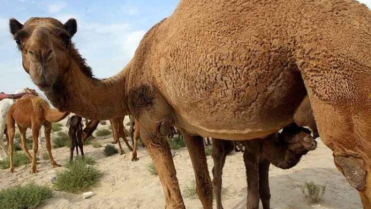 KUWAIT-LIFESTYLE-CAMELS