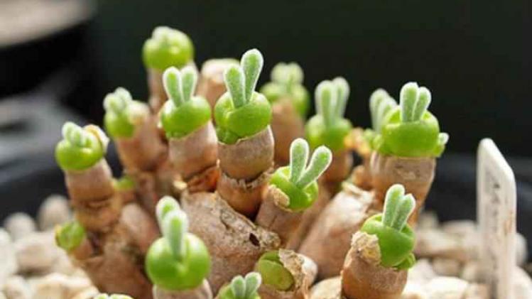 cute-rabbit-succulents-monilaria-obconica-6-58c7a24b43102__605