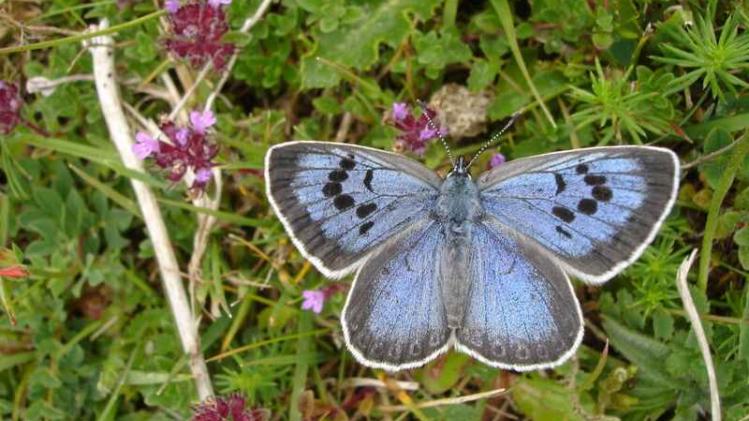 BRITAIN-BUTTERFLY-TRIAL-CONSERVATION