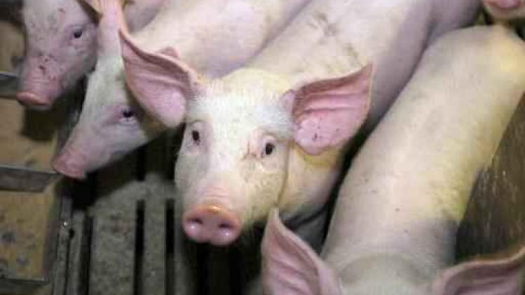 Des éleveurs porcins bio constituent le premier "groupement de producteurs" de Wallonie