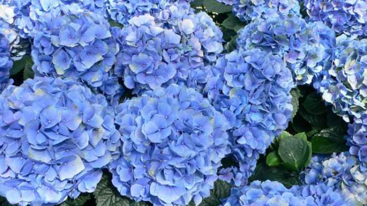 Hydrangea_macrophylla_-_Hortensia_hydrangea