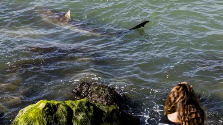 BELGAIMAGE-105774589w