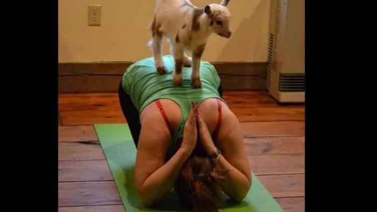 yoga avec chèvres