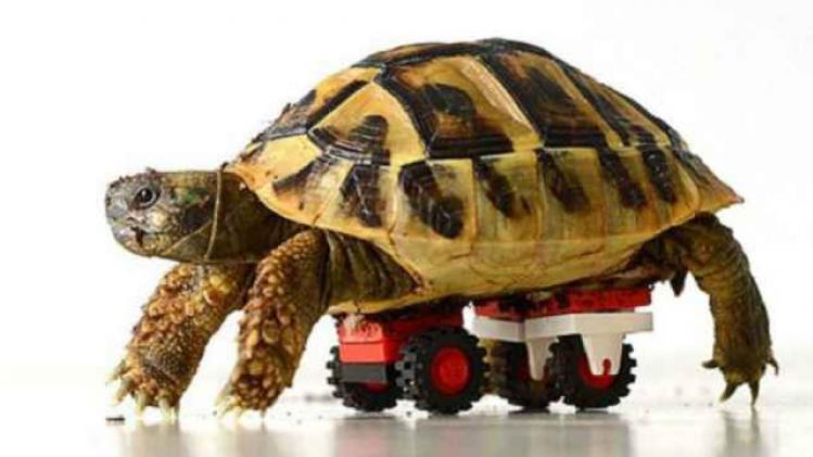tortue-roulette-lego-4