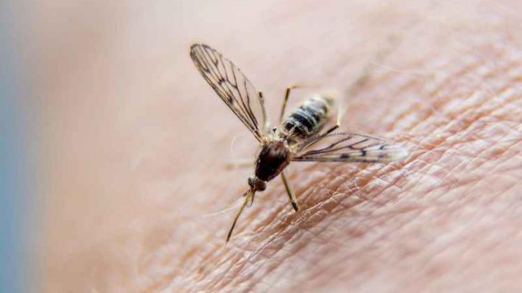 FRANCE-HEALTH-ANIMALS-MOSQUITOES