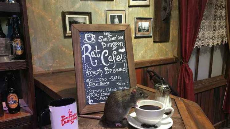 rats café
