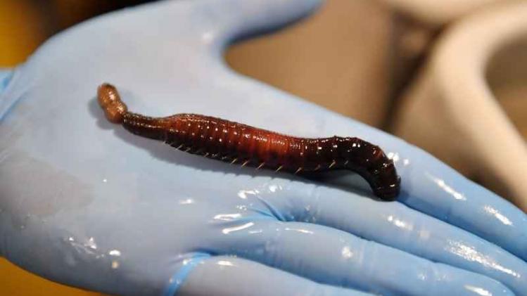 DOUNIAMAG-FRANCE-HEALTH-SCIENCE-RESEARCH-ANIMALS-WORMS-MEDECINE-
