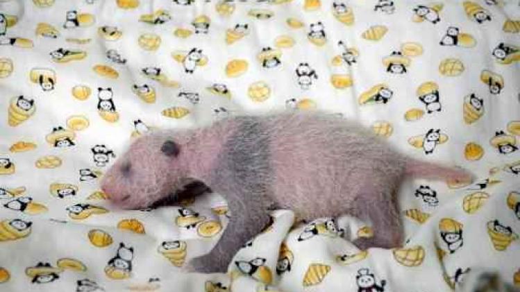 "C'est une fille!": le zoo de Tokyo annonce le sexe de son cher bébé panda