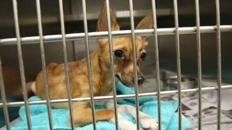 Chihuahuas Overwhelm California Animal Shelters