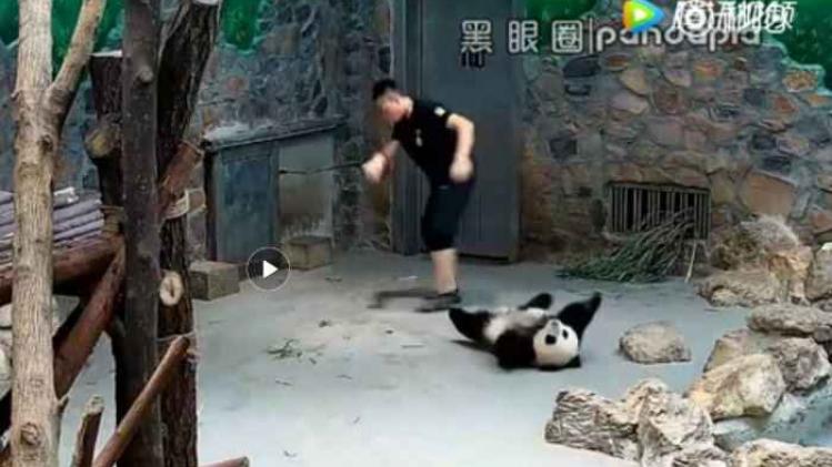 pandas chine